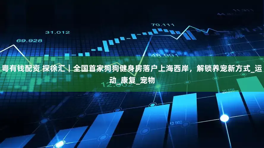 粤有钱配资 探徐汇｜全国首家狗狗健身房落户上海西岸，解锁养宠新方式_运动_康复_宠物