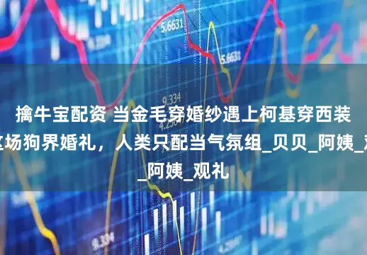 擒牛宝配资 当金毛穿婚纱遇上柯基穿西装：这场狗界婚礼，人类只配当气氛组_贝贝_阿姨_观礼